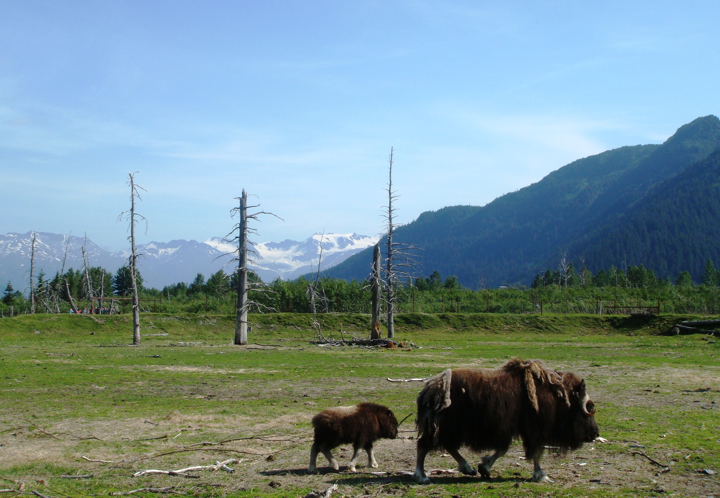 Alaska: Begegnungen mit wilden Tieren | Braunbären, Elche, Moschusochsen und Seeottern