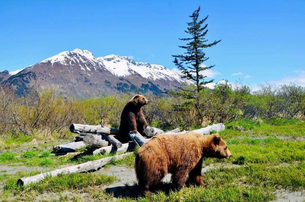 Kuscheln mit Elchen und Moschusochsen: Das Alaska Wildlife Conservation Center