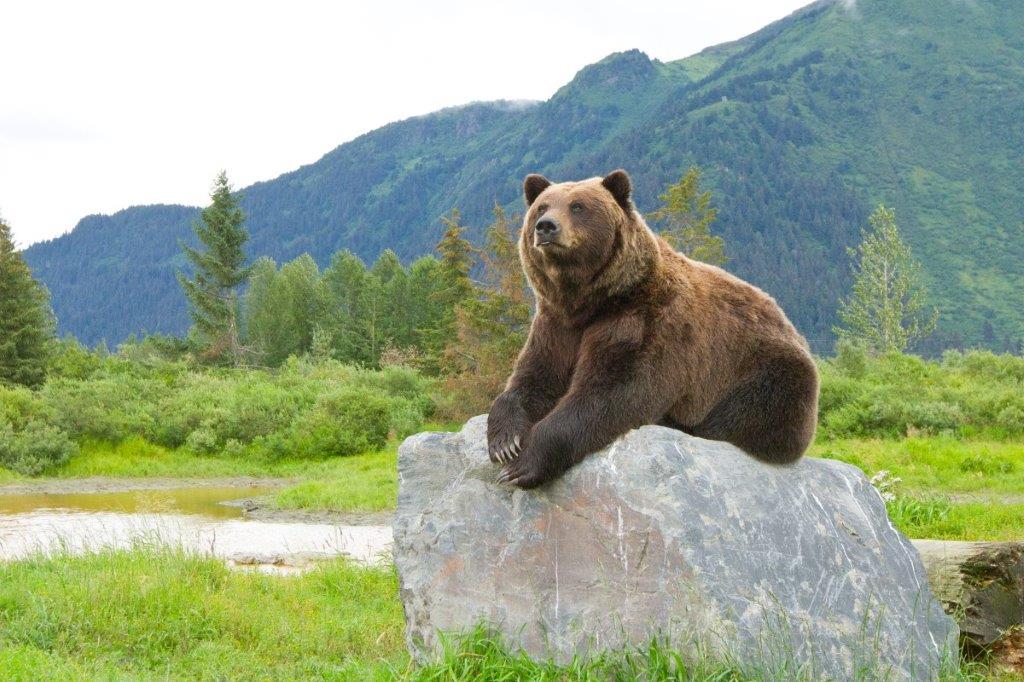 Alaskas wahre Herrscher: Im Bärenland ist Platz genug | Visit Anchorage