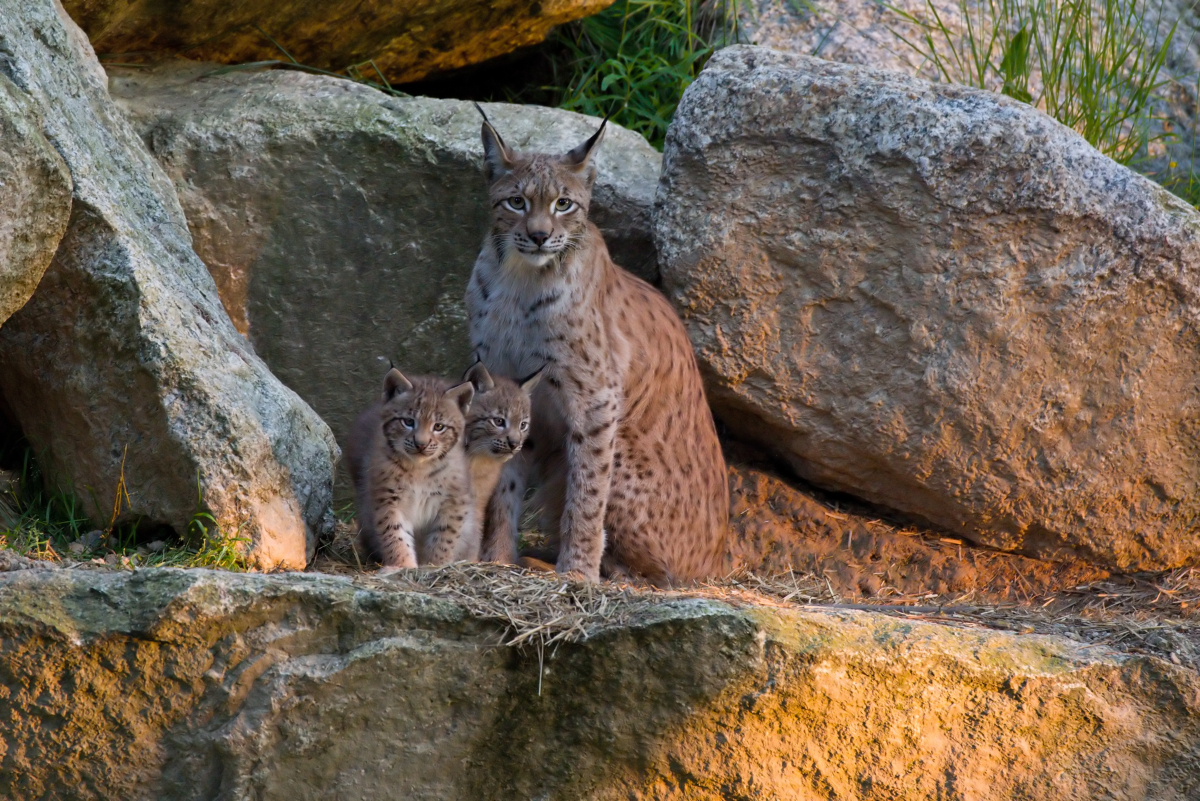 Waldpädagogische Exkursionen folgen leise dem Luchs: Turbulent ist ein Hindernislauf für Mensch und Hund